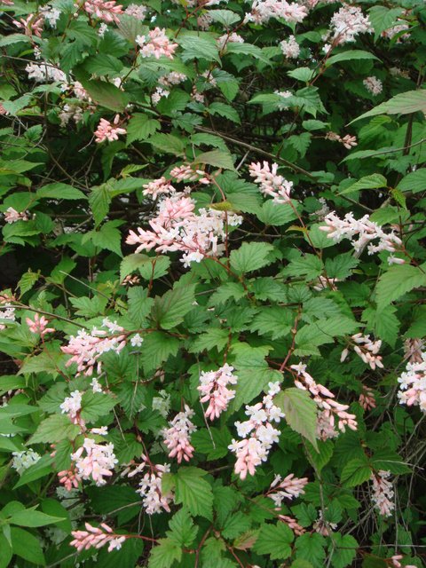 Neillia sinensis fleur